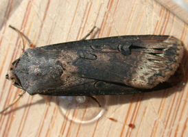 Ipsilon Dart